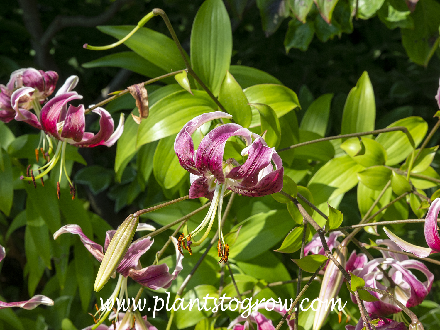 'Trudy' Orienpet Lily